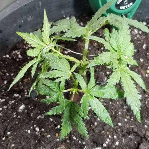 Blue Cheese growlog photo: Training wire 