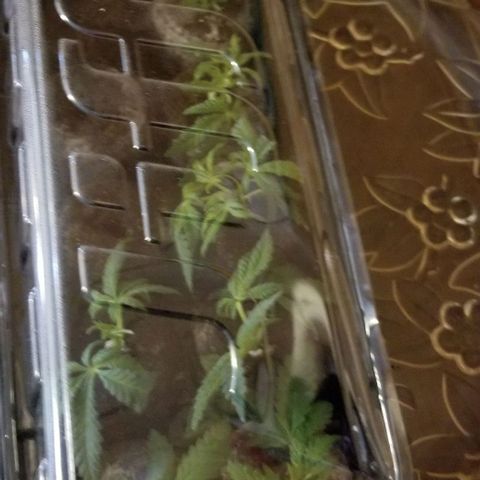 Jr Mints x MAC1 growlog photo: Clone cuttings.