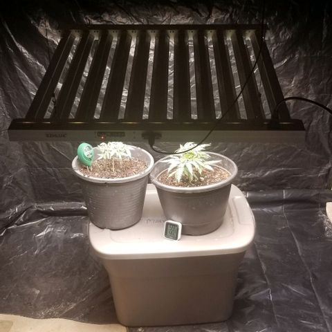 Jr Mints x MAC1 growlog timeline photo