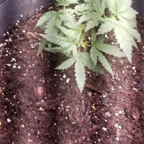 Blue Cheese growlog timeline photo