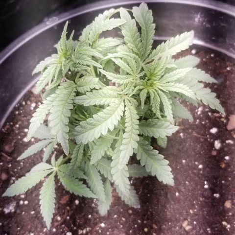 Jr Mints x MAC1 growlog timeline photo