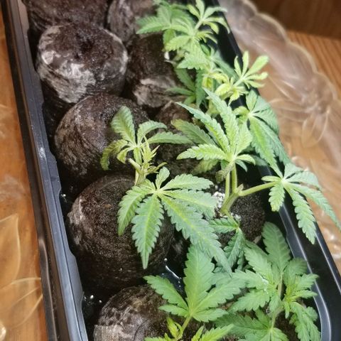 Jr Mints x MAC1 growlog timeline photo