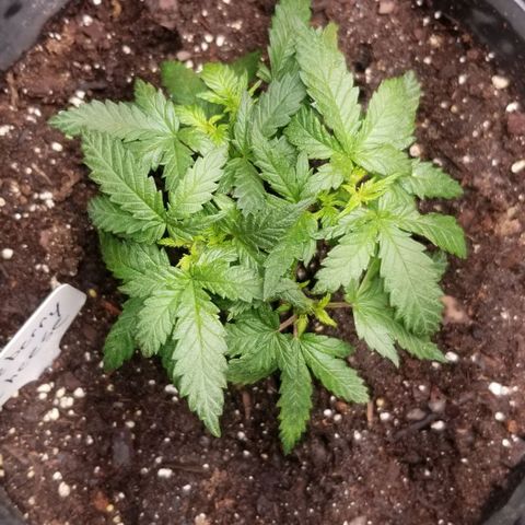 Blue Cheese growlog timeline photo