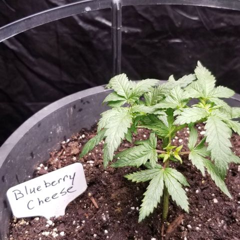 Blue Cheese growlog timeline photo