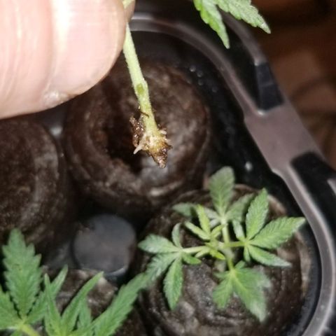 Jr Mints x MAC1 growlog photo: Roots on cuttings