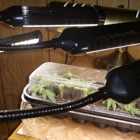 Jr Mints x MAC1 growlog timeline photo