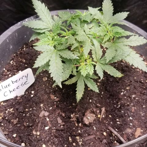 Blue Cheese growlog timeline photo