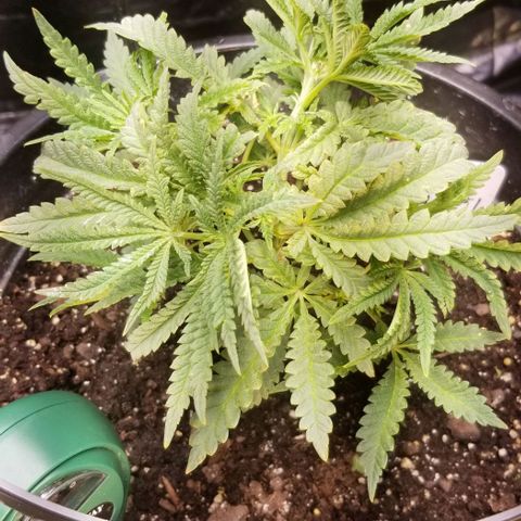 Jr Mints x MAC1 growlog timeline photo