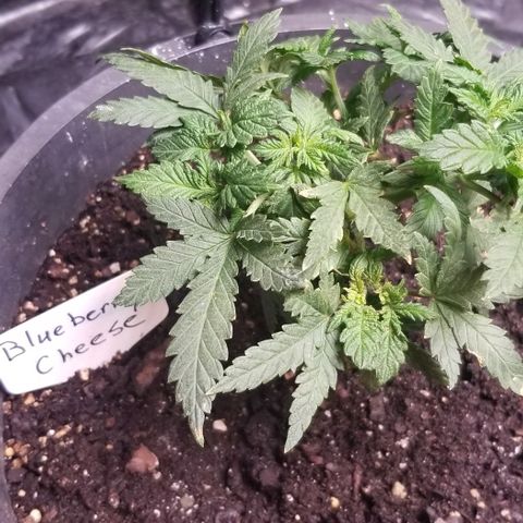 Blue Cheese growlog timeline photo