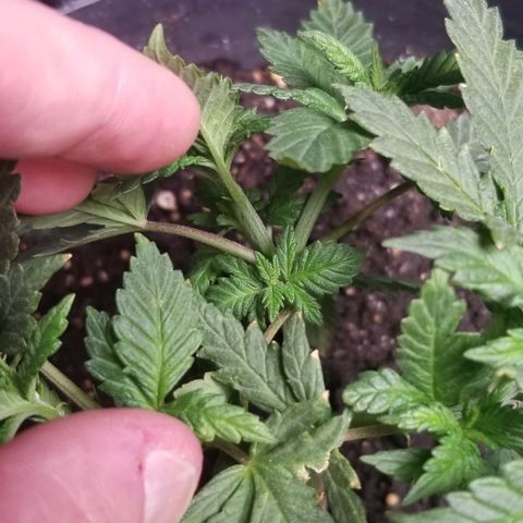 Blue Cheese growlog timeline photo