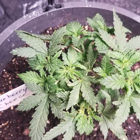 Blue Cheese growlog timeline photo