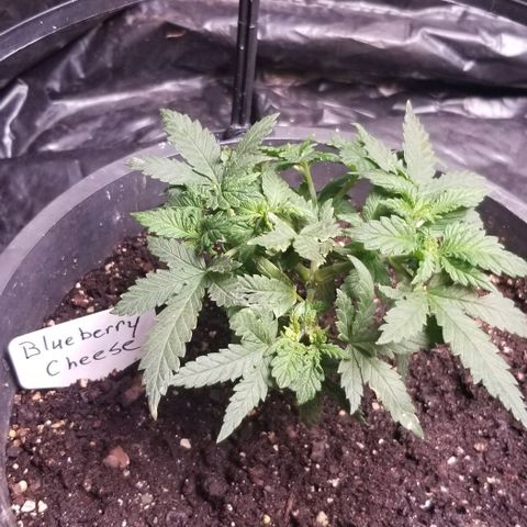 Blue Cheese growlog timeline photo