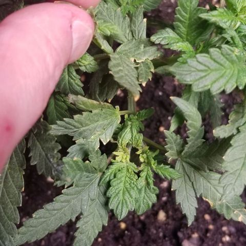 Blue Cheese growlog timeline photo