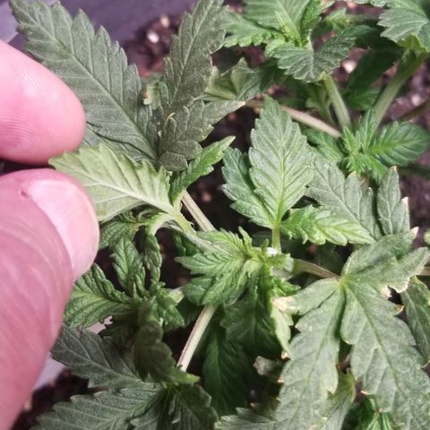 Blue Cheese growlog timeline photo