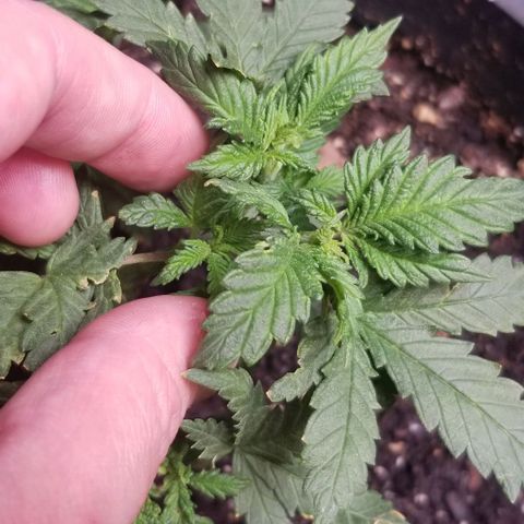 Blue Cheese growlog timeline photo