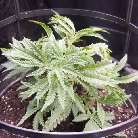 Jr Mints x MAC1 growlog timeline photo