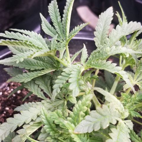 Jr Mints x MAC1 growlog timeline photo