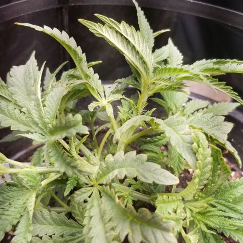 Jr Mints x MAC1 growlog timeline photo