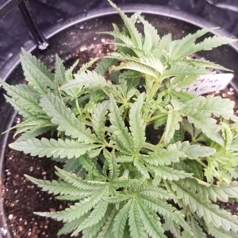 Jr Mints x MAC1 growlog timeline photo