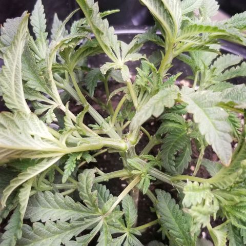 Jr Mints x MAC1 growlog timeline photo