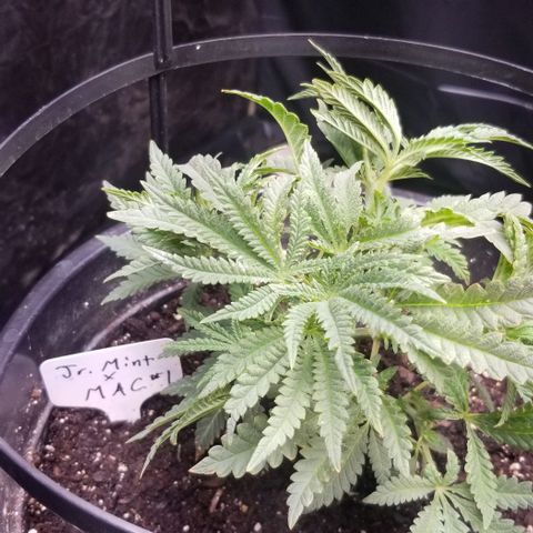 Jr Mints x MAC1 growlog timeline photo
