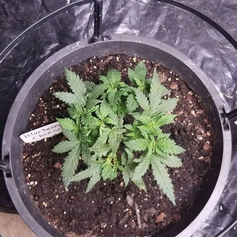 Blue Cheese growlog timeline photo