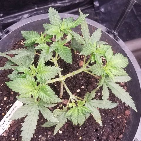 Blue Cheese growlog timeline photo