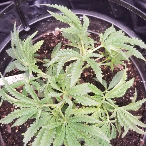 Jr Mints x MAC1 growlog timeline photo