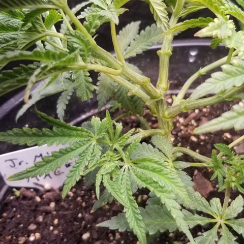 Jr Mints x MAC1 growlog timeline photo
