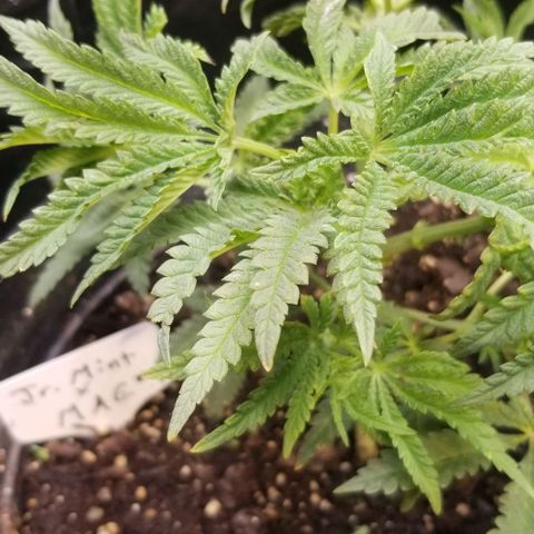 Jr Mints x MAC1 growlog timeline photo