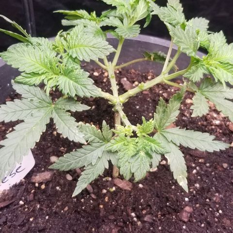 Blue Cheese growlog timeline photo
