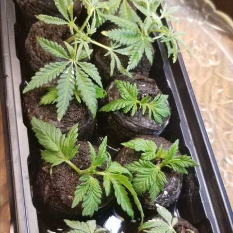Jr Mints x MAC1 growlog timeline photo