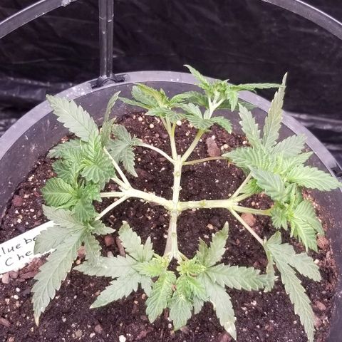 Blue Cheese growlog timeline photo