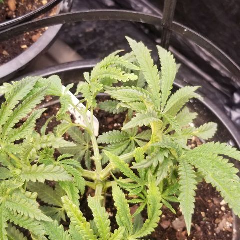 Jr Mints x MAC1 growlog timeline photo