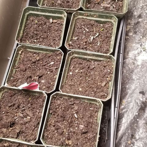 Jr Mints x MAC1 growlog timeline photo