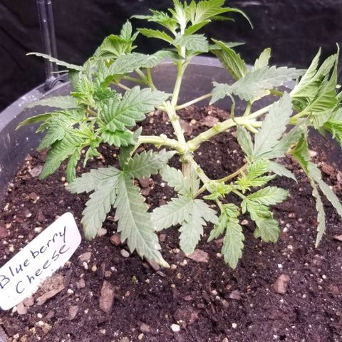 Blue Cheese growlog timeline photo
