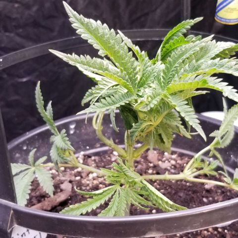 Jr Mints x MAC1 growlog photo: Tied stem in a knot.