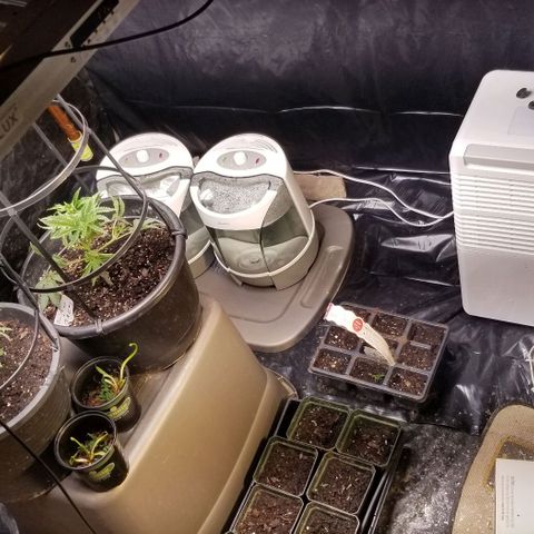 Jr Mints x MAC1 growlog timeline photo