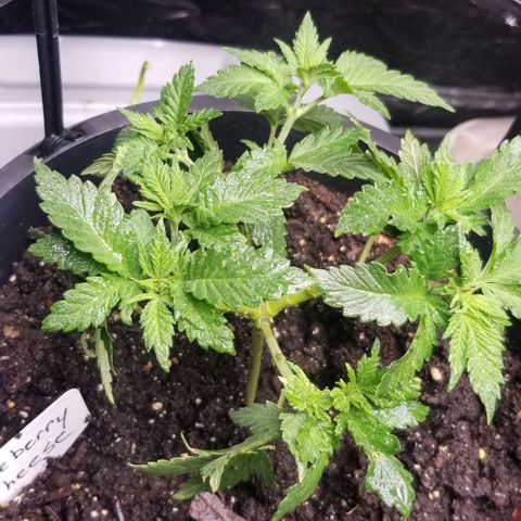Blue Cheese growlog timeline photo