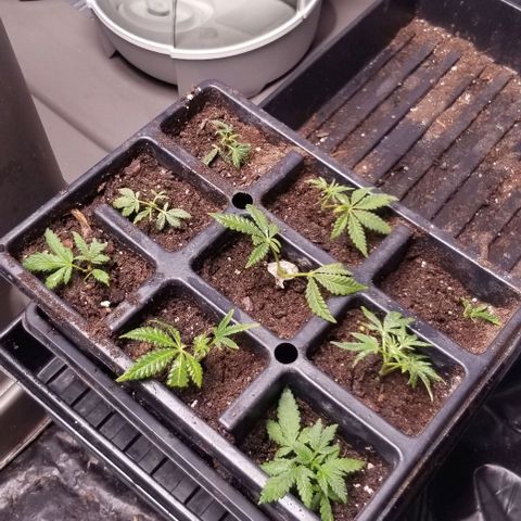Jr Mints x MAC1 growlog timeline photo