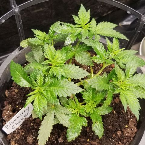 Blue Cheese growlog timeline photo