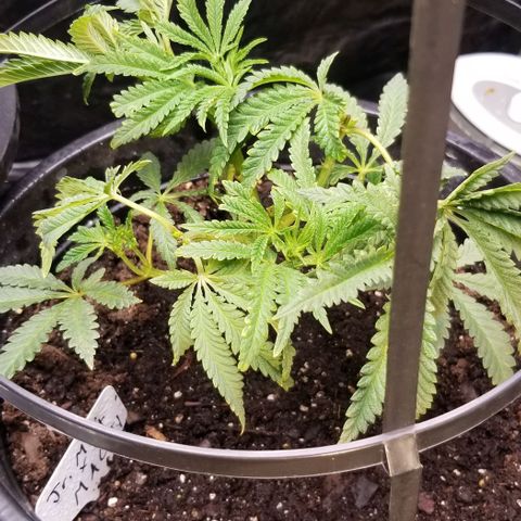 Jr Mints x MAC1 growlog timeline photo