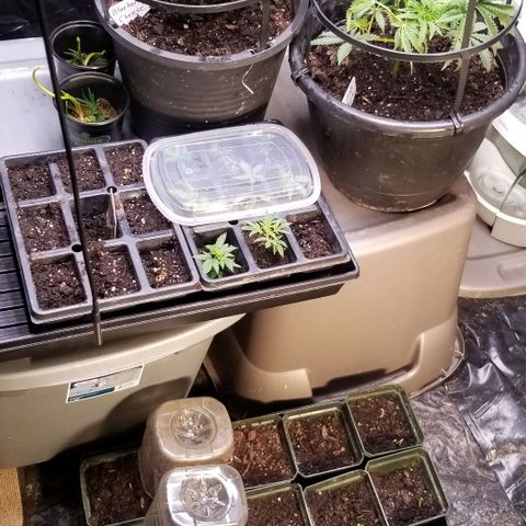 Jr Mints x MAC1 growlog timeline photo