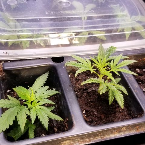 Jr Mints x MAC1 growlog timeline photo