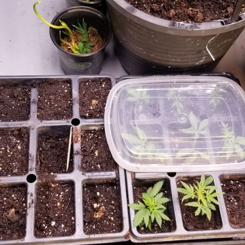 Jr Mints x MAC1 growlog timeline photo