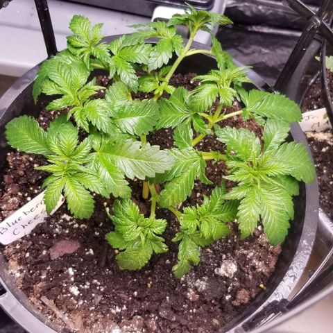 Blue Cheese growlog photo: Wet leaves. After Neem oil bath.