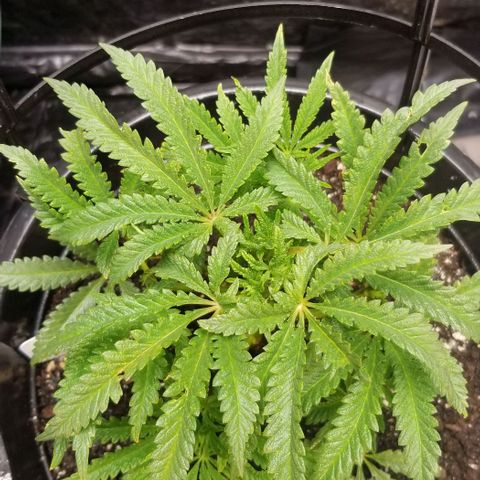 Jr Mints x MAC1 growlog photo: Training for 4 growth tips in middle 