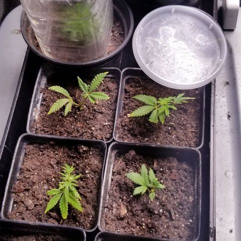 Jr Mints x MAC1 growlog photo: Clones in peat moss pellets.