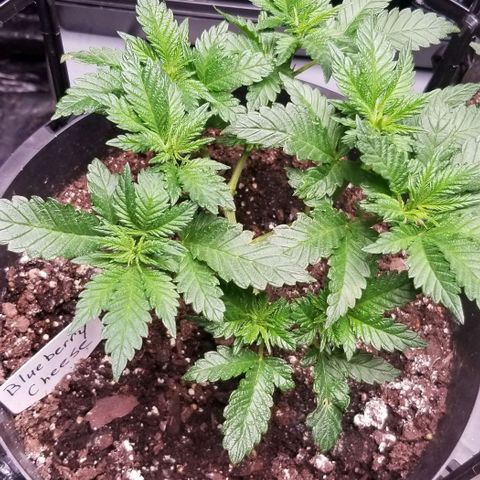Blue Cheese growlog timeline photo