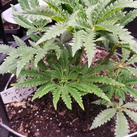 Jr Mints x MAC1 growlog timeline photo